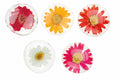 Rader Flower Power magnets display 60pcs assorted — Räder