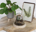 Dome with wooden base Ø10 h.10 cm