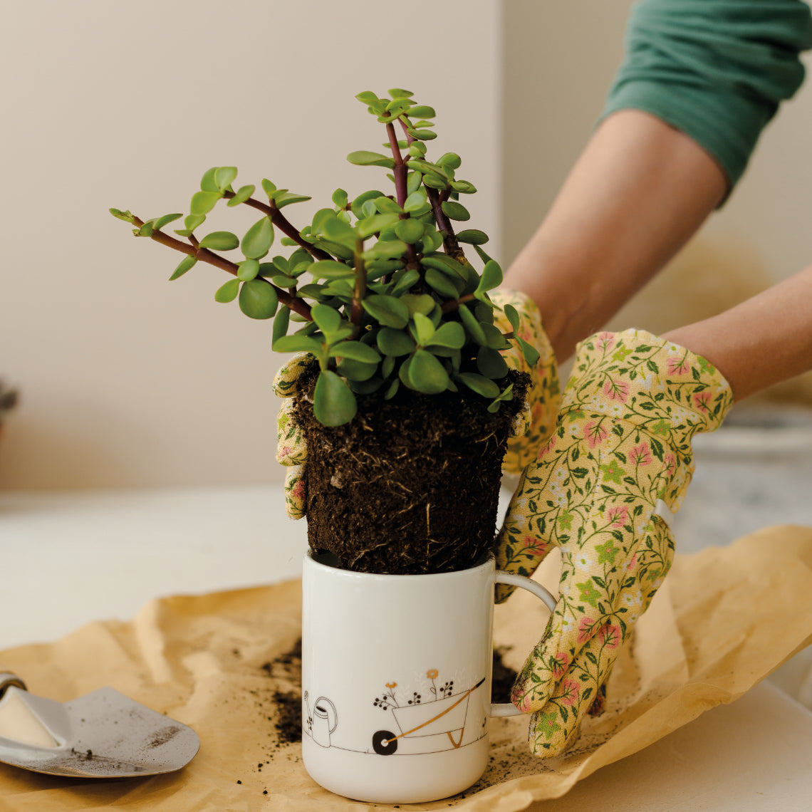 Gift cup garden D.8cm H.10cm